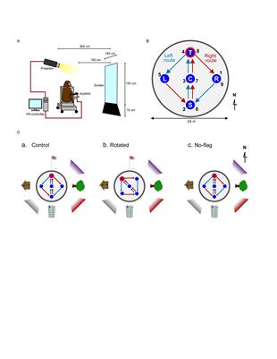 Neural Representation of Overlapping Path Segments and Reward Acquisitions in the Monkey Hippocampus